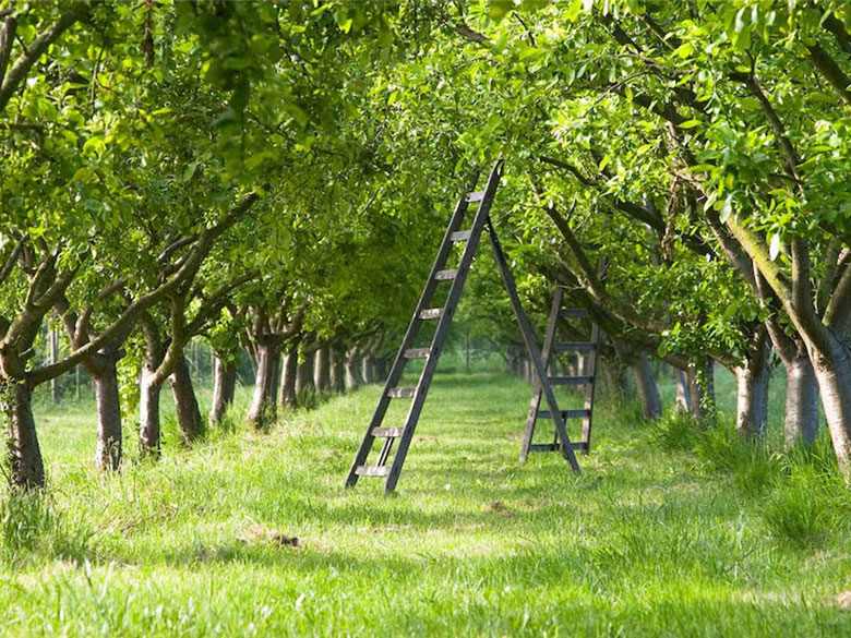 afbeelding van Het Land van Bosch