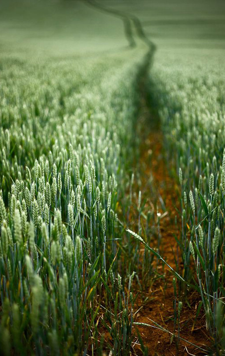 afbeelding van Het Land van Bosch